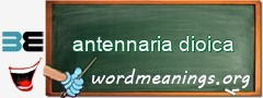 WordMeaning blackboard for antennaria dioica